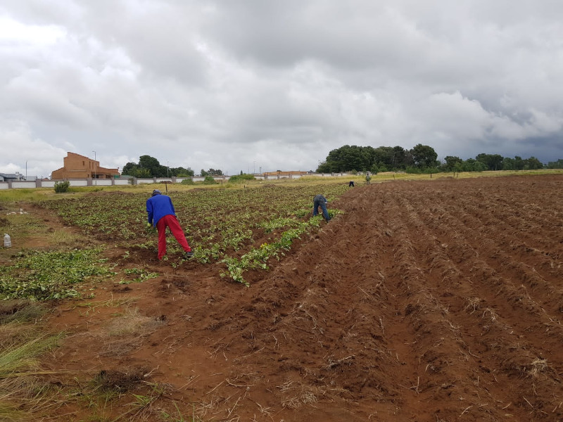farming-pic