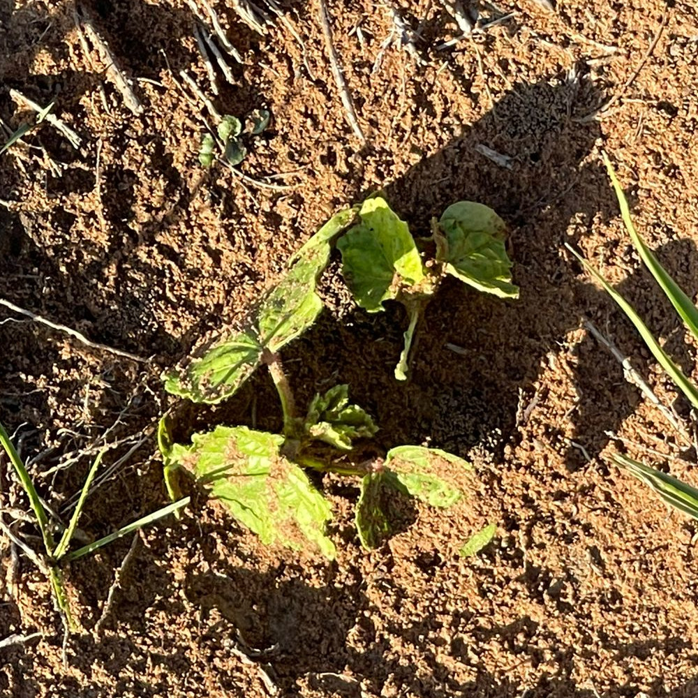 planting-season